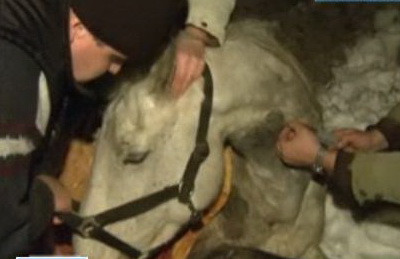 Cruzime fara margini. Cal batut si lasat sa moara in ger. Imagini socante