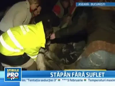 Cruzime fara margini. Cal batut si lasat sa moara in ger. Imagini socante