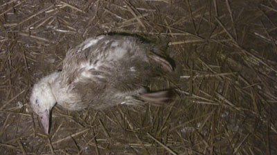 Joaca fotbal cu ratele. Imaginile care au scandalizat Anglia