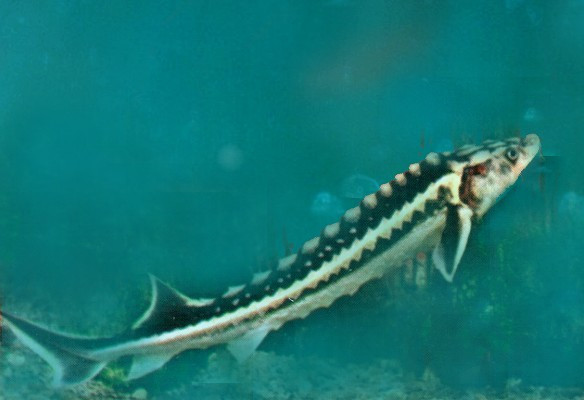 Ferma de sturioni si sera de legume, incalzite cu apa geotermala. Costuri reduse, profit mare