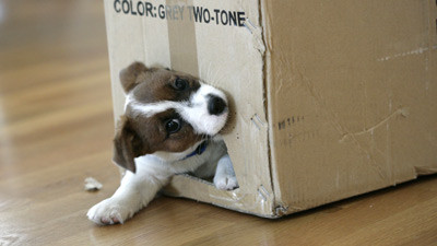 A vrut sa expedieze par avion, intr-o cutie de carton, un catelus de 4 luni