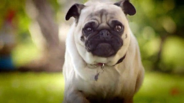 Catelul care le-a adus stapanilor 1 milion de dolari. Video