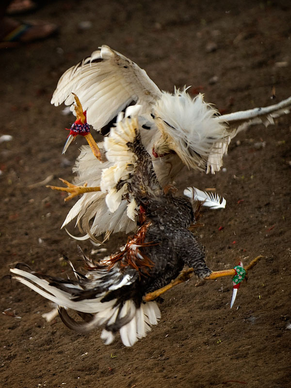 Nu e gluma. A murit dupa ce a fost injunghiat de un cocos