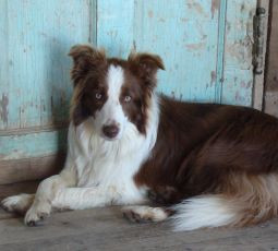 Lucy Lou, o javra de primar. Si-a trimis la plimbare adversarii