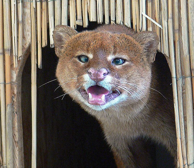 Frank, simpatica puma care se uita crucis