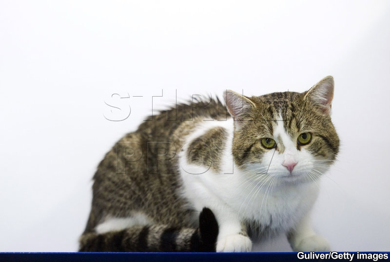 Atentie la animalele de companie comandate de pe internet