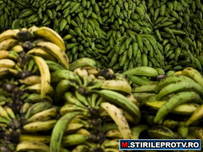 Paradox romanesc. In 2010, am "exportat" peste 2.000 de tone de banane