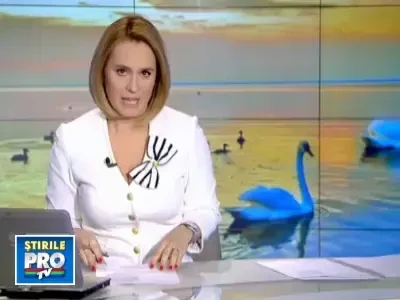 Politistii comunitari din Piatra Neamt, de paza la 60 de lebede. Afla de ce