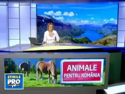 Castorii si bivolii negri vin sa repopuleze Carpatii romanesti