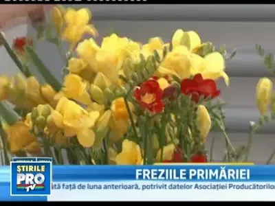 Primaria Ploiesti face afaceri cu frezii cultivate in serele proprii