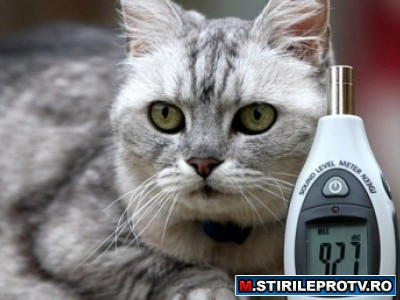 Smokey, motanul care toarce ca o turbina de avion. Asculta-l aici