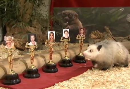 Oposumul Heidi a prezis cine ia Oscarul pentru "cea mai buna actrita".VIDEO