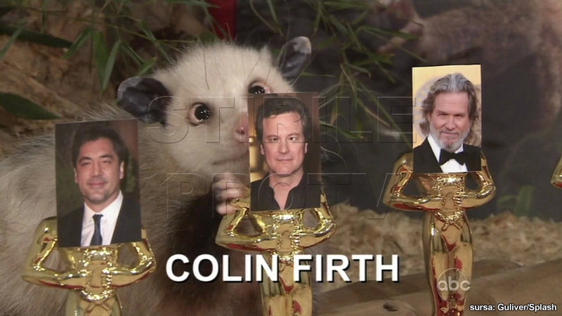 Cine ia Oscarul pentru "cel mai bun actor"? Vezi ce a prezis oposumul Heidi