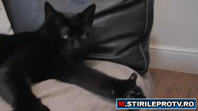 Pisica plimbareata. S-a intors acasa dupa o "calatorie" de 3500 de km