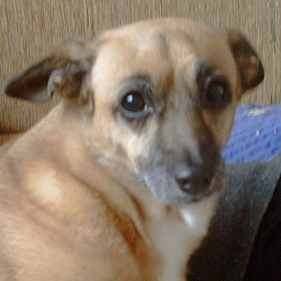 Ajutati-ne sa o salvam pe Peggy!