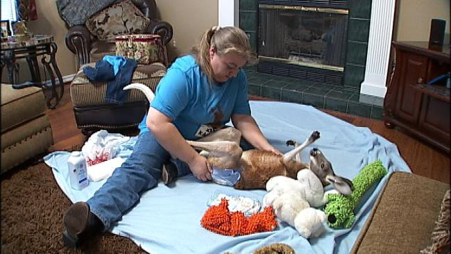 Cangur adoptat de o familie dupa un accident care l-a lasat paralizat