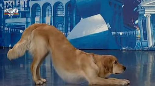 Romanii au talent: Catelusa Vanda a cucerit juriul cu un dans de exceptie