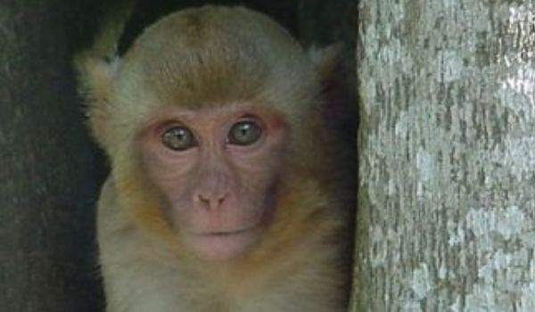 Cum se relaxeaza maimutele? Cu o baie fierbinte in izvoarele termale