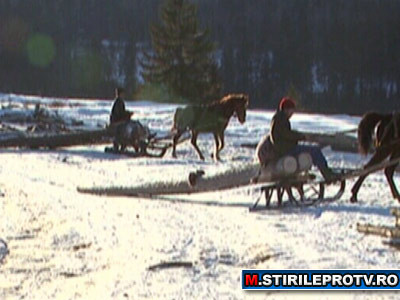 Marea defrisare. Cum au reactionat autoritatile? Fara aparare, codrul moare