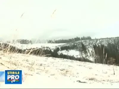 Marea defrisare. Cine se afla in spatele dezastrului din paduri. Partea 1