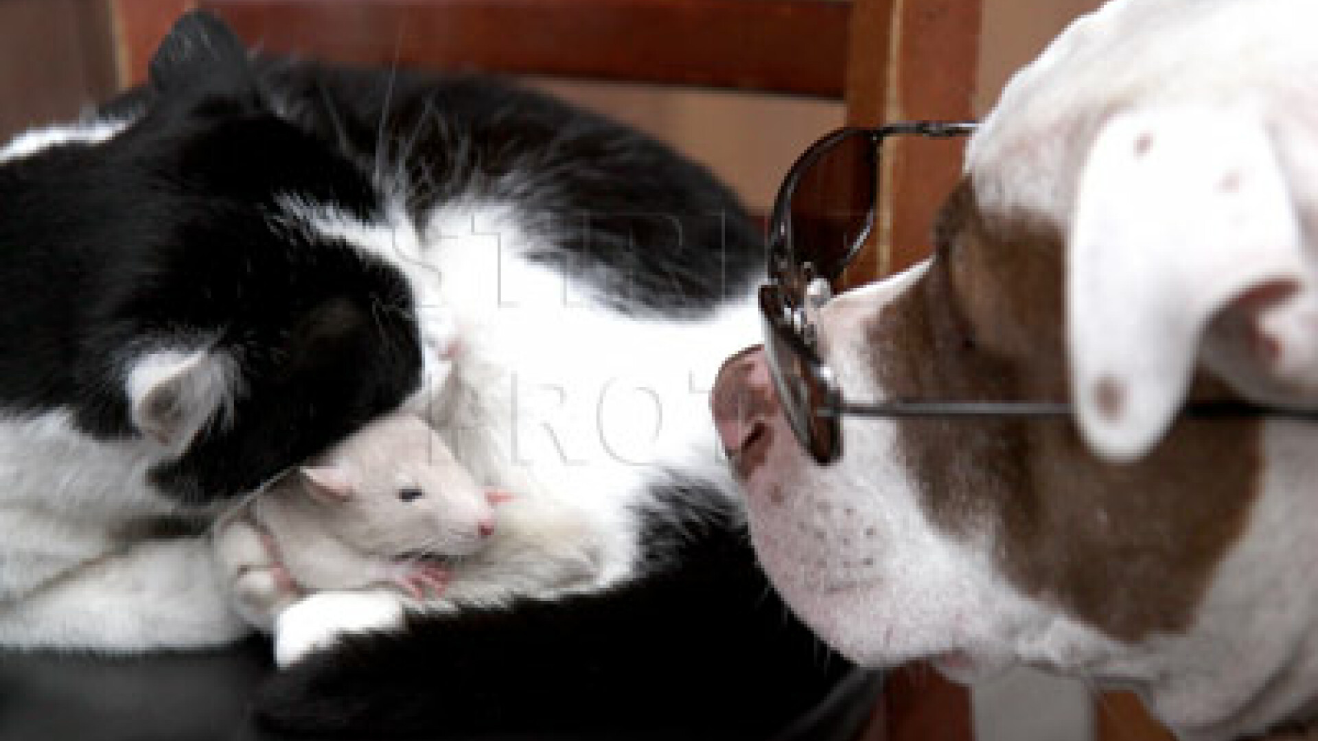 Uite ca se poate! Cea mai fericita familia: caine-pisica-soarece. FOTO