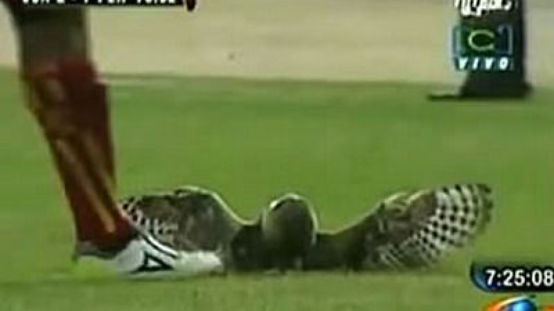 A fost numit "Ucigas". Ce risca jucatorul care a lovit fara mila o bufnita