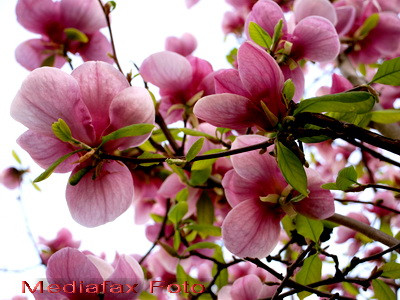 Explozie de culoare si relaxare la Alba Iulia