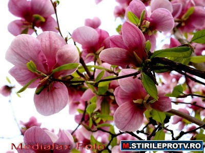 Paste de vis: la conacul nobililor, ca pe vremuri