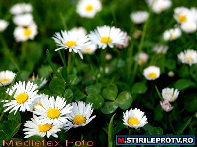 Bucurestiul, sufocat de beton. In curand am putea avea gazon pe acoperisurile blocurilor