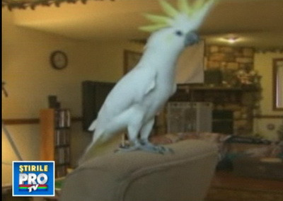 Si papagalii sunt fani Lady GaGa. Uite-l cum danseaza. VIDEO