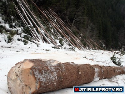 A fost candva verde. Acum, Romania este codasa Europei la capitolul paduri