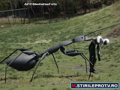 Descoperire incredibila: niste paraziti transforma furnicile in ZOMBI