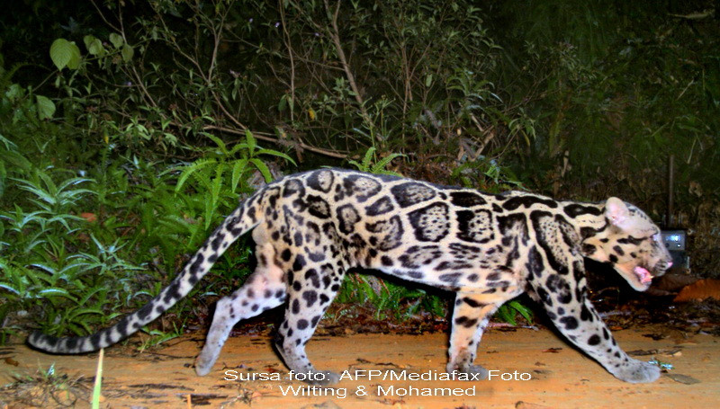 Leopardul patat Sunda, descoperit in 2006, a fost filmat pentru prima data