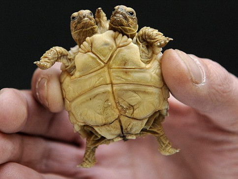 Broasca testoasa cu doua capete! FOTO