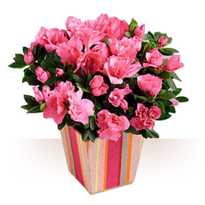 Sezonul indragostitilor. Ofertele se tin lant de sarbatoarea romaneasca a iubirii