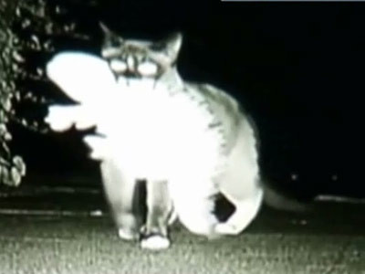 Dusty, motanul cleptoman. Prins cu sutienul in bot. VIDEO