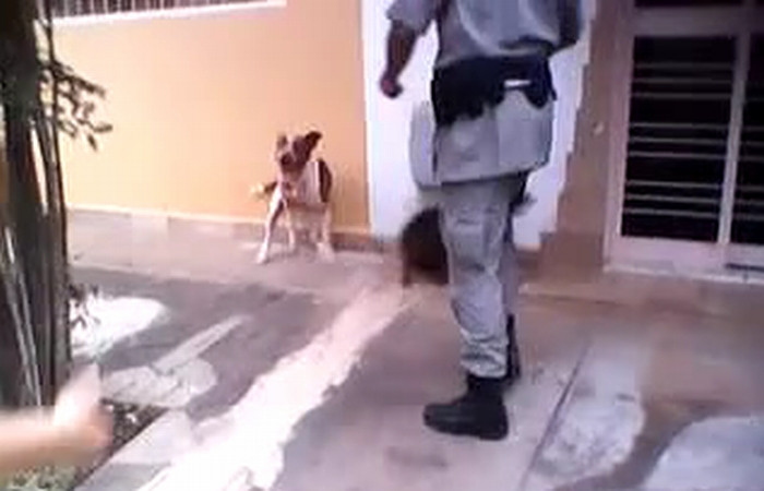Pitbul scapat de sub control, impuscat de politisti! VIDEO DRAMATIC