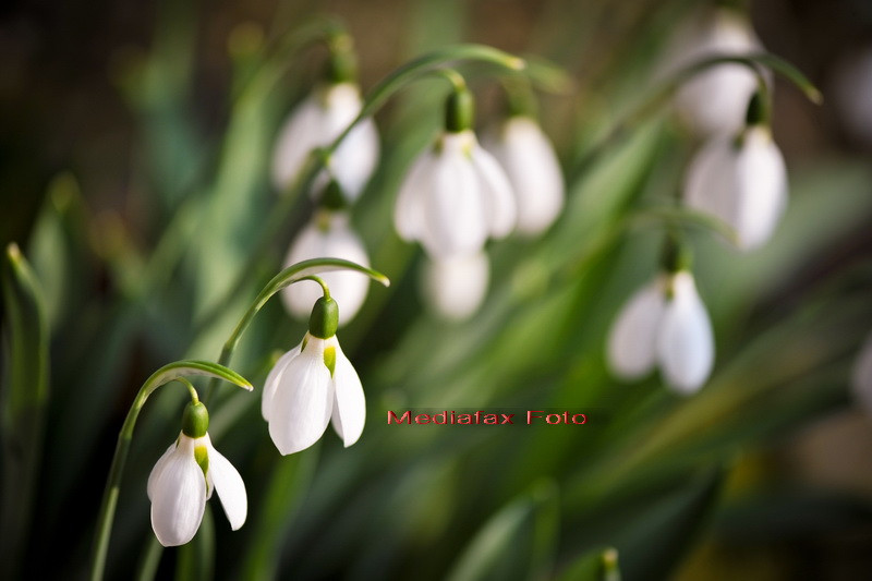 Cum va fi vremea de Martisor. Prognoza pe urmatoarele doua saptamani de la directorul ANM