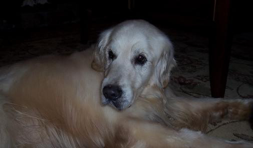 Condamnat la moarte, cainele Skippy a fost gratiat in ultima clipa