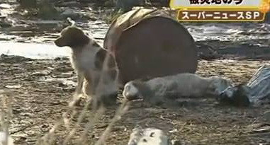 VIDEO SFASIETOR. Un catel nu-si paraseste prietenul ranit in tsunami