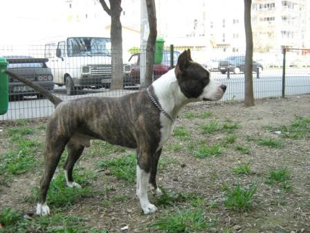 Stapani inconstienti. Un amstaff i-a sfasiat mana unui bucurestean