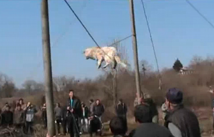 Traditie barbara in Bulgaria. Se disteaza chinuind cainii! VEZI VIDEO!