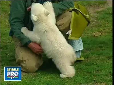 Knut, ursul polar de la Zoo Berlin