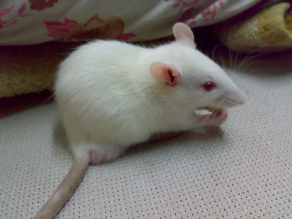 10 animale care au schimbat lumea - 6