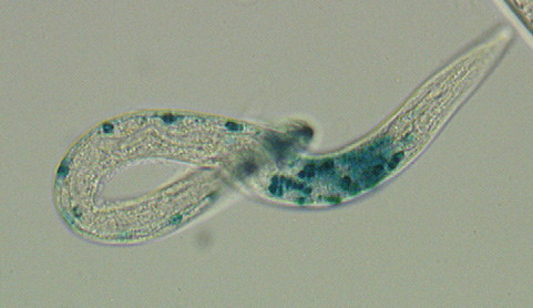 10 animale care au schimbat lumea - 7