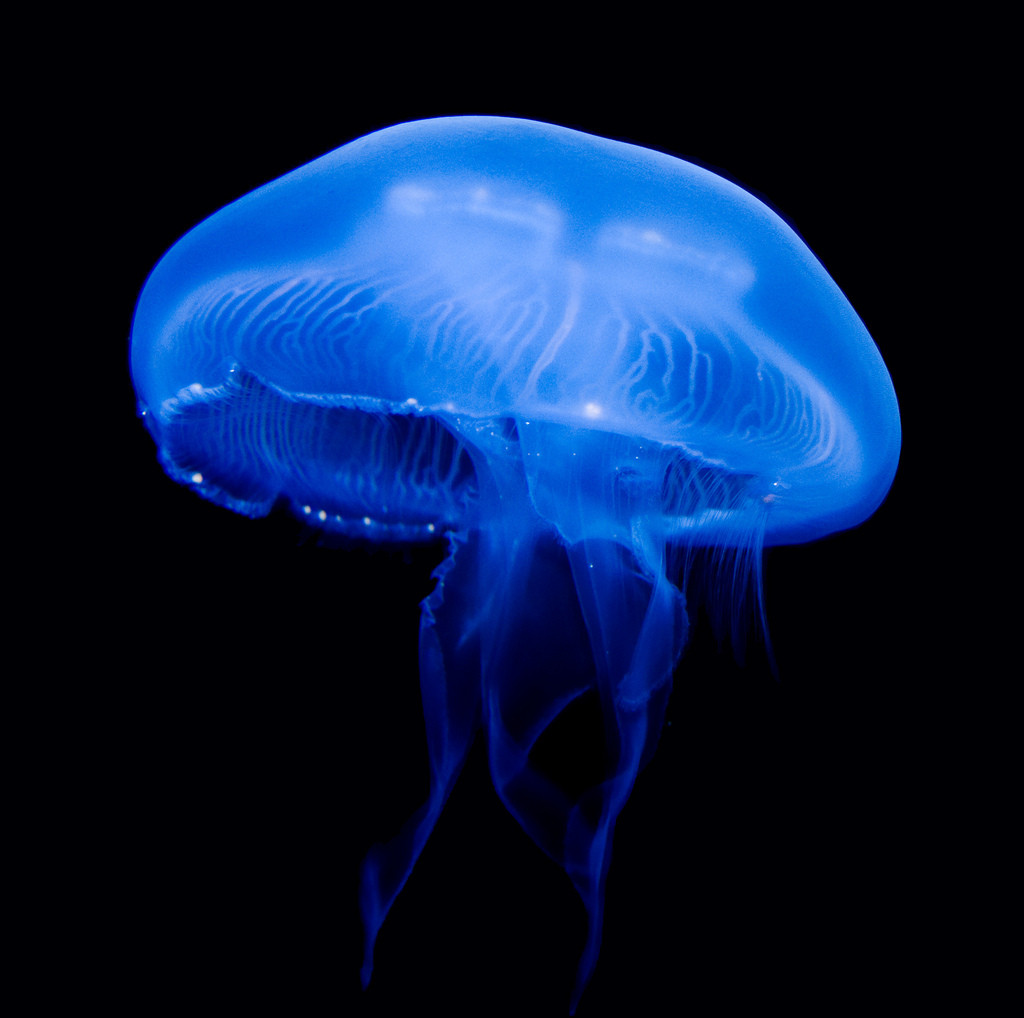 10 animale care au schimbat lumea - 8