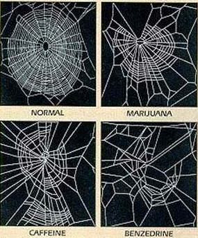 Panze de paianjeni drogati