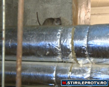 Bucuresti, capitala sobolanilor. Sunt zeci de milioane in tot orasul