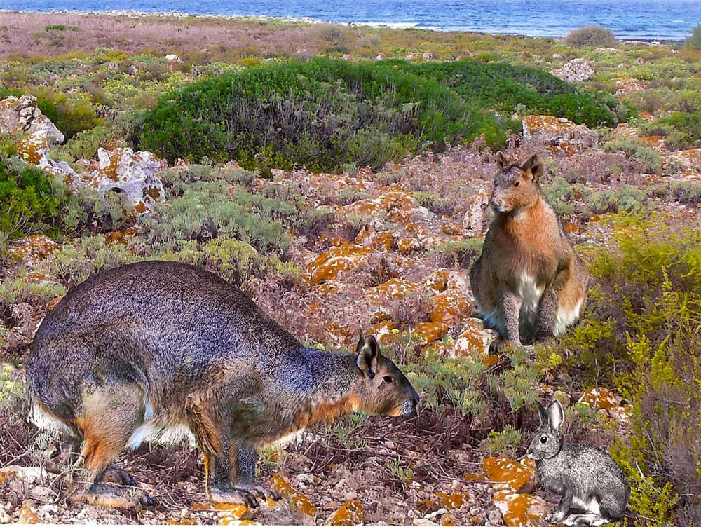 Iepuri uriasi, care nu puteau sa sara, au trait pe insula Menorca