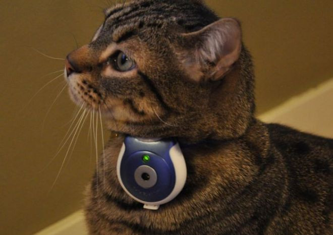 Uncle Milton Pet’s Eye sau spionul din viata animalului tau